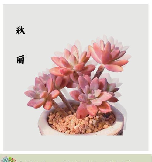 探究肉肉的多样品种（从牛羊猪鸡到蟹龙虾，肉类品种的丰富多彩）