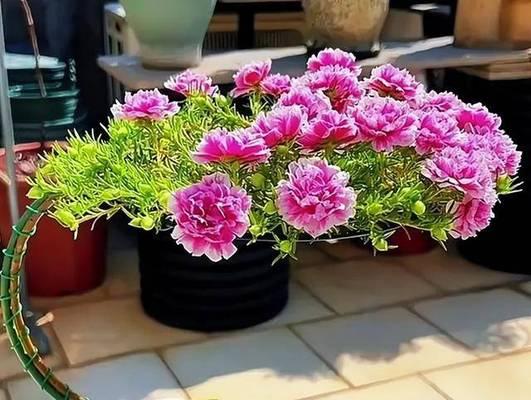 安徽花卉种植指南（探寻安徽独特的花卉风情，从这里开始美丽人生）