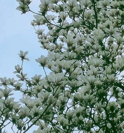 安徽花卉种植指南（探寻安徽独特的花卉风情，从这里开始美丽人生）