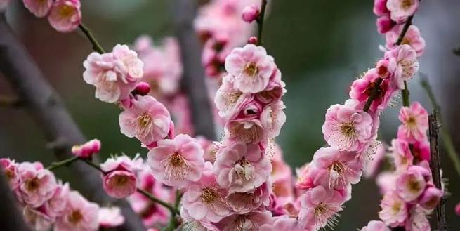 安徽花卉种植指南（探寻安徽独特的花卉风情，从这里开始美丽人生）
