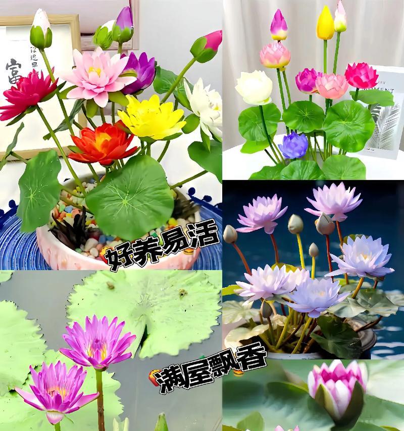 睡莲的开花季节及月份（探秘睡莲的开花时间与特点）