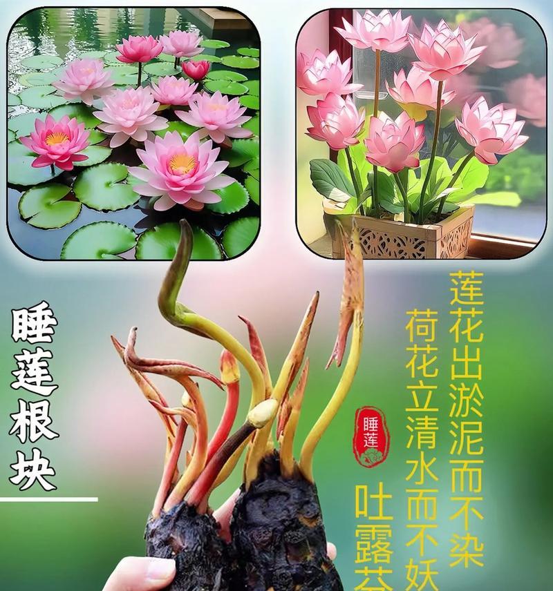 睡莲的开花季节及月份（探秘睡莲的开花时间与特点）