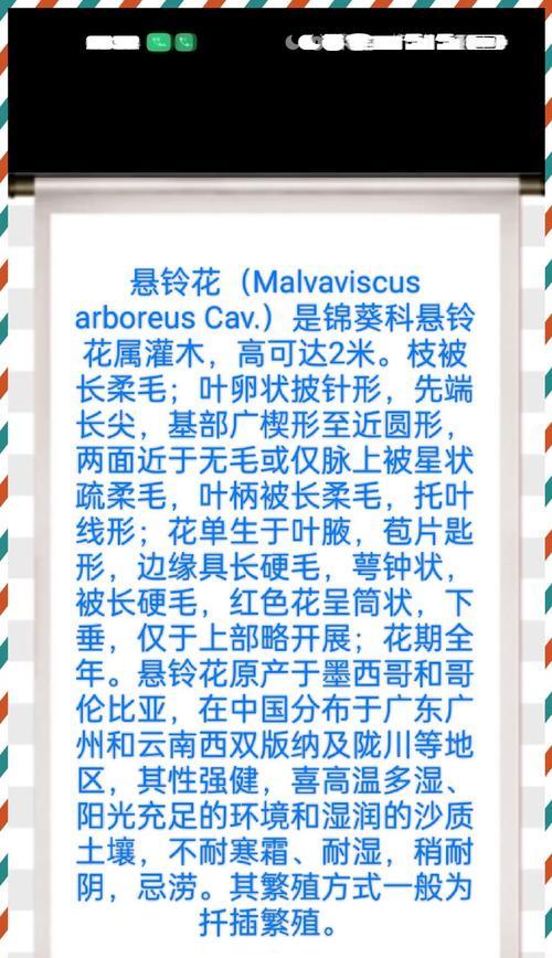 如何养殖悬铃花（悬铃花养护方法及注意事项）