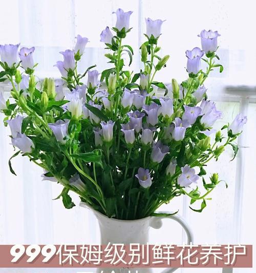 如何养殖悬铃花（悬铃花养护方法及注意事项）