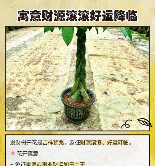 发财树的养护技巧（怕晒太阳？揭秘发财树的光照需求）