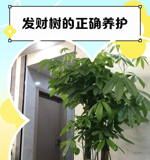 发财树的养护技巧（怕晒太阳？揭秘发财树的光照需求）