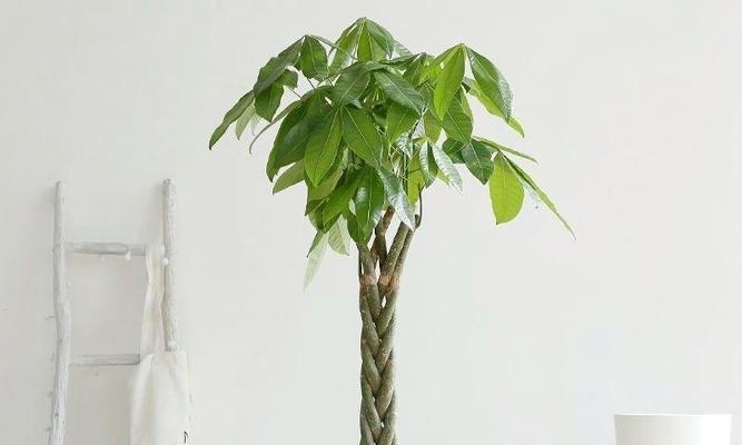 发财树的养护技巧（怕晒太阳？揭秘发财树的光照需求）