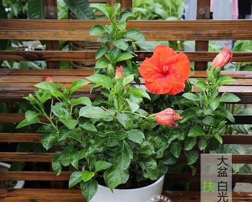 为什么家里不能养扶桑花？（探究扶桑花的特点和家庭适宜种植的花卉）