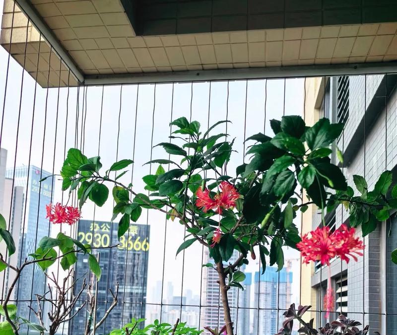 为什么家里不能养扶桑花？（探究扶桑花的特点和家庭适宜种植的花卉）