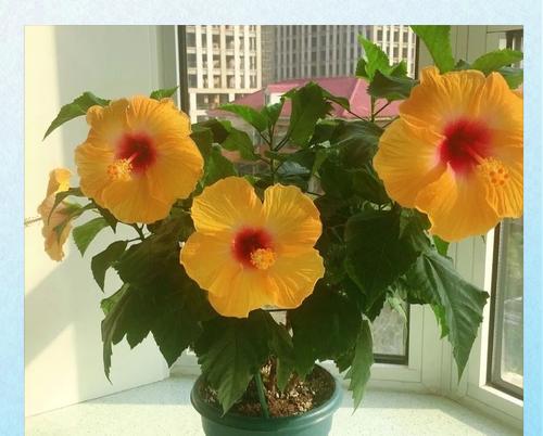 为什么家里不能养扶桑花？（探究扶桑花的特点和家庭适宜种植的花卉）