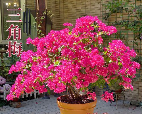 三角梅——被子植物的代表（了解三角梅的生命之谜）