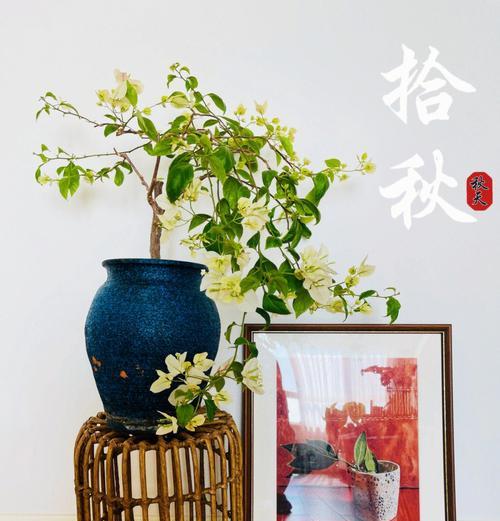 三角梅——被子植物的代表（了解三角梅的生命之谜）