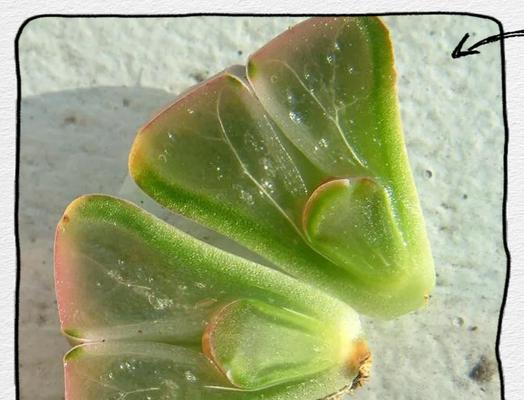 如何正确浇水石生花（掌握正确时间和方法，让石生花健康茁壮）