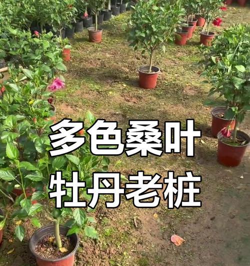 家庭养护方法（如何养护桑叶牡丹花）