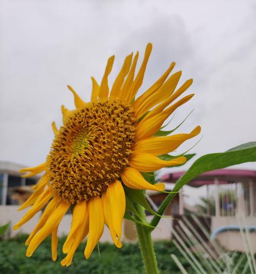 向日葵适合室内种植吗？（室内种植向日葵的方法和注意事项）