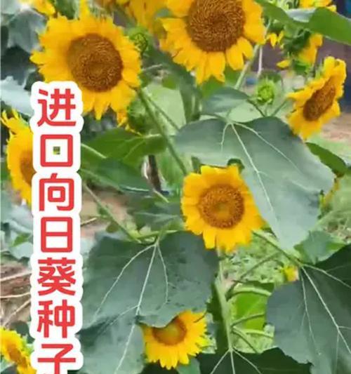 向日葵适合室内种植吗？（室内种植向日葵的方法和注意事项）
