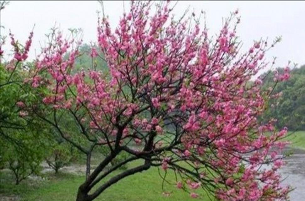 春天花开，这些植物最适合（打造春日花园，让你的家更有生气）