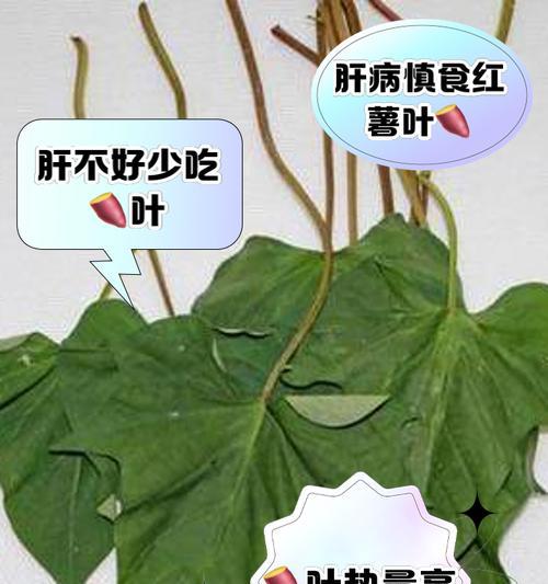 红薯叶根茎的营养和食用价值（了解红薯叶根茎的健康益处，开启新的饮食体验）