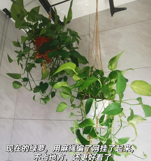 绿萝夏季浇水注意事项（如何科学地给绿萝浇水？——绿萝夏季浇水指南）