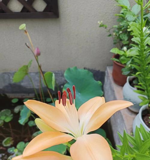 百合花冬季是否能开花？（探究百合花开放的条件和方法。）