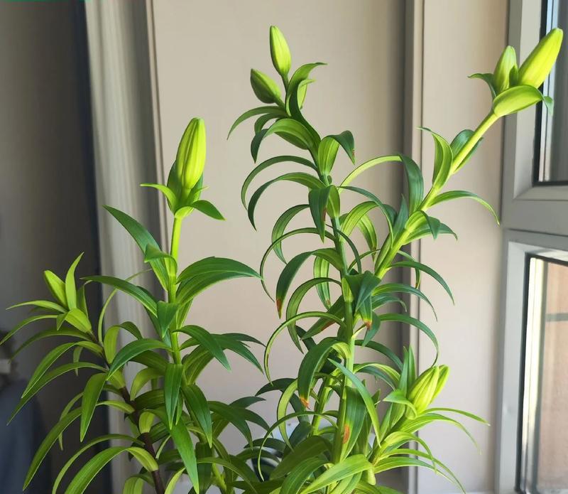 百合花冬季是否能开花？（探究百合花开放的条件和方法。）