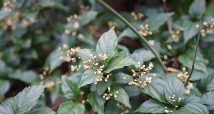 探究绿豆腐的来源与特点（从植物类别到营养价值，解读绿豆腐的奥秘）