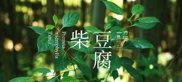 探究绿豆腐的来源与特点（从植物类别到营养价值，解读绿豆腐的奥秘）