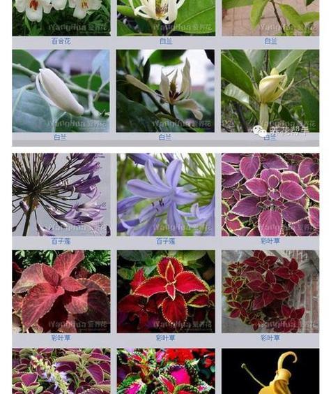 青提种子种植指南（从种子到果实，轻松掌握青提种植技巧）