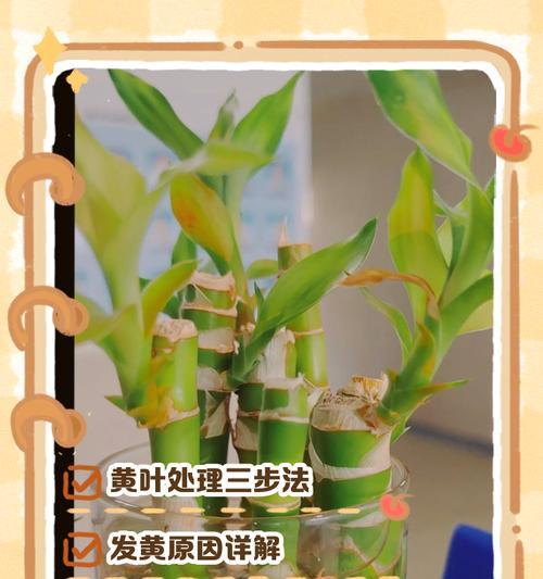 富贵竹怎样浇水？——关于富贵竹浇水的注意事项