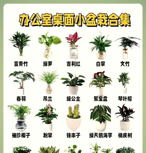 富贵竹怎样浇水？——关于富贵竹浇水的注意事项