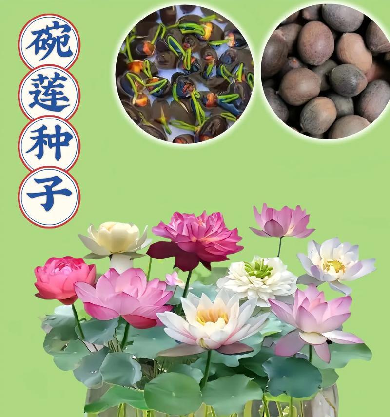 碗莲到底有毒吗？（室内养护需注意什么？）