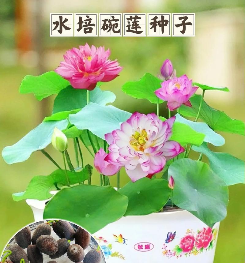 碗莲到底有毒吗？（室内养护需注意什么？）