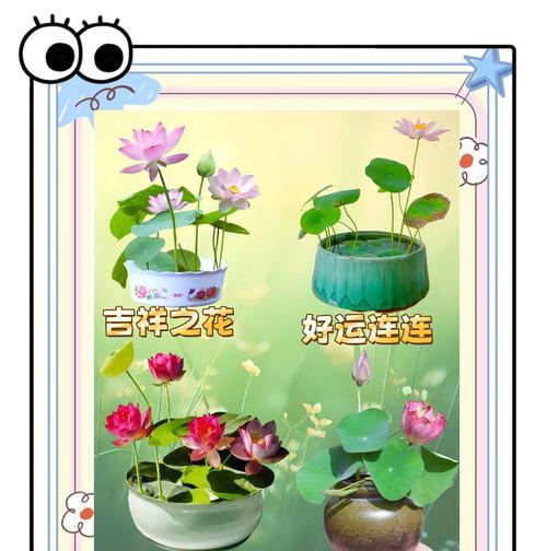 碗莲到底有毒吗？（室内养护需注意什么？）