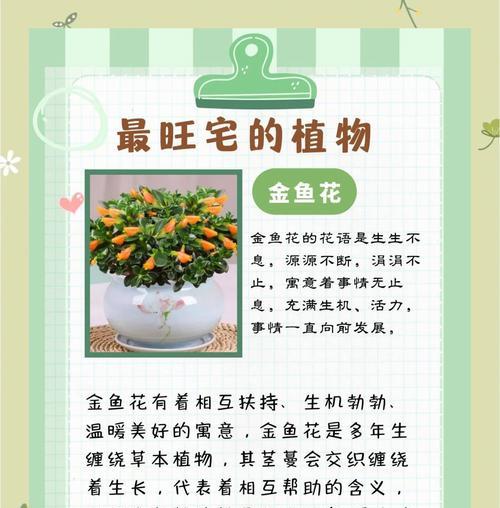 五角星花的养殖方法和注意事项（打造美丽的五角星花园需要这些秘诀）