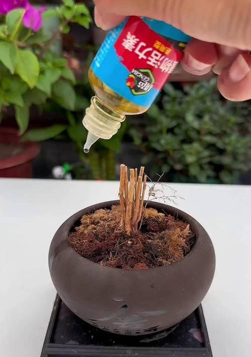 绿植如何浇水才正确？（科学的浇水方法让绿植健康生长）