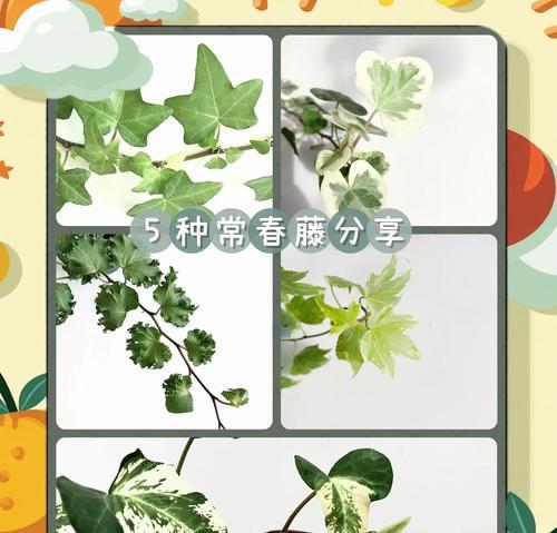 常春藤浇水的正确方法（让常春藤健康生长的关键在于浇水）