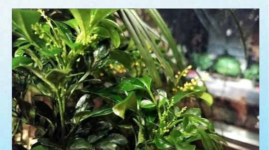 冬季米兰花养护指南（冬天如何给米兰花提供最佳养护？）