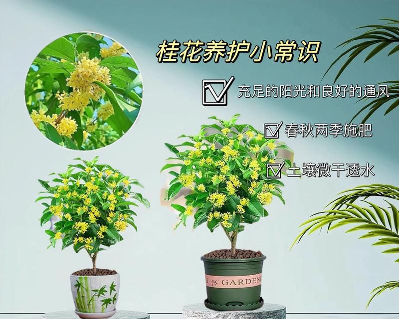 盆栽桂花剪枝指南（合适的时间和技巧，让盆栽桂花更美丽）