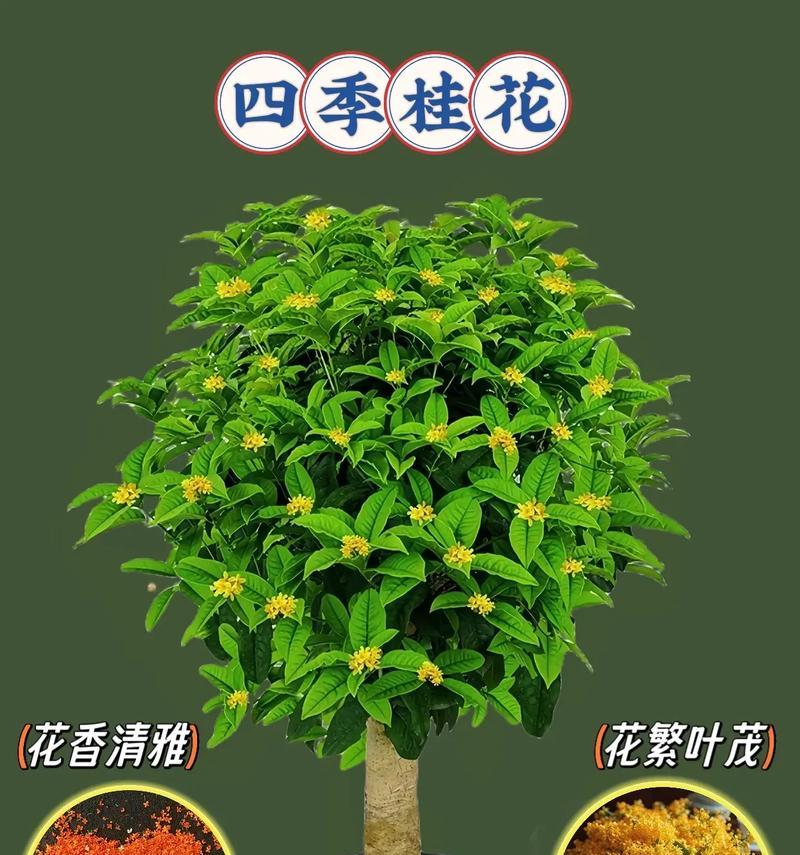盆栽桂花剪枝指南（合适的时间和技巧，让盆栽桂花更美丽）