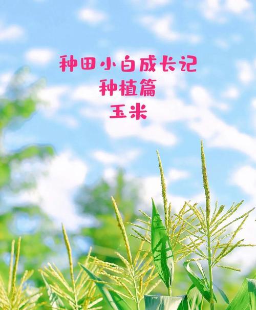 秋玉米收获时间及注意事项（七月到十月，及时收割保质保量）