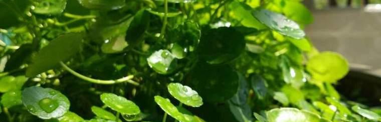 粉掌冬天能否存活？（探究粉掌在寒冷气候下的生存情况）