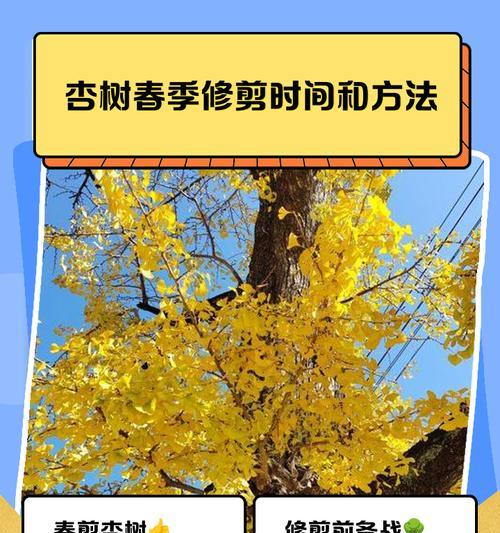 杏树开花结果的时间与方法（了解杏树开花结果的关键因素，让您的果树早早结果）