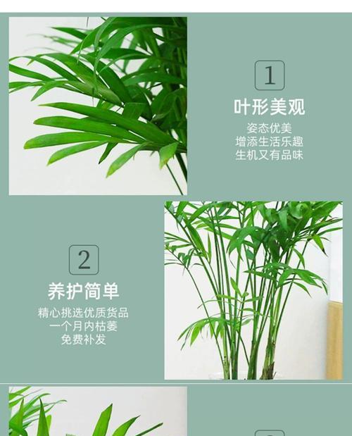 椰子有毒吗？放室内养合适吗？（了解椰子的毒性与养殖技巧）