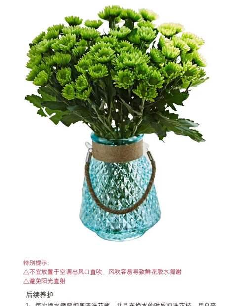 小雏菊的浇水方式剖析（规律浇水让小雏菊长势更佳）