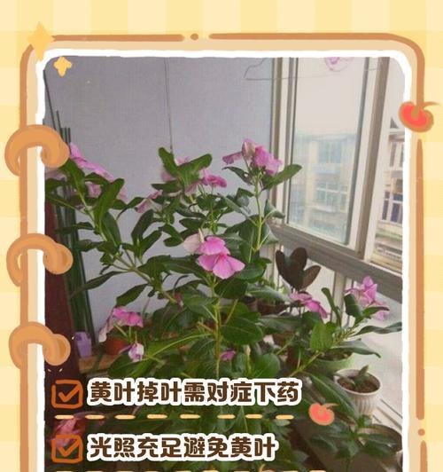 如何防止刺玫掉叶子（针对掉叶子的问题，实用方法帮您解决）
