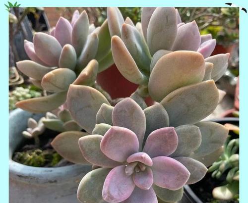 多肉冬美人种植技巧（大盆还是小盆？如何选择最合适的容器？）