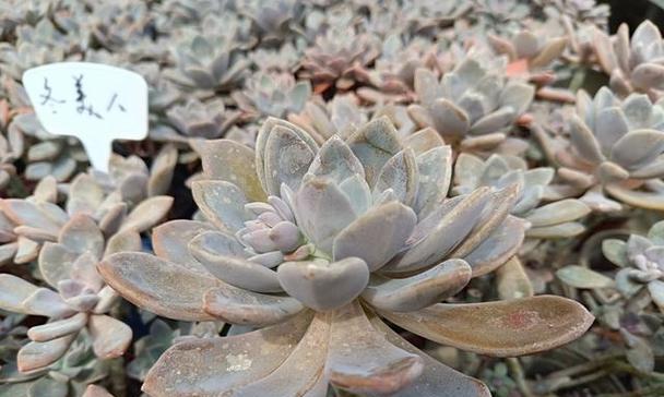 多肉冬美人种植技巧（大盆还是小盆？如何选择最合适的容器？）