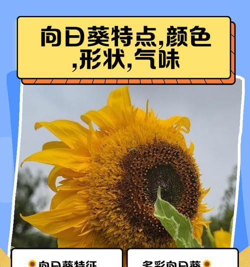 太阳花究竟是一年生还是多年生？（解密太阳花的生命周期与特性，探究其种植和利用方式）