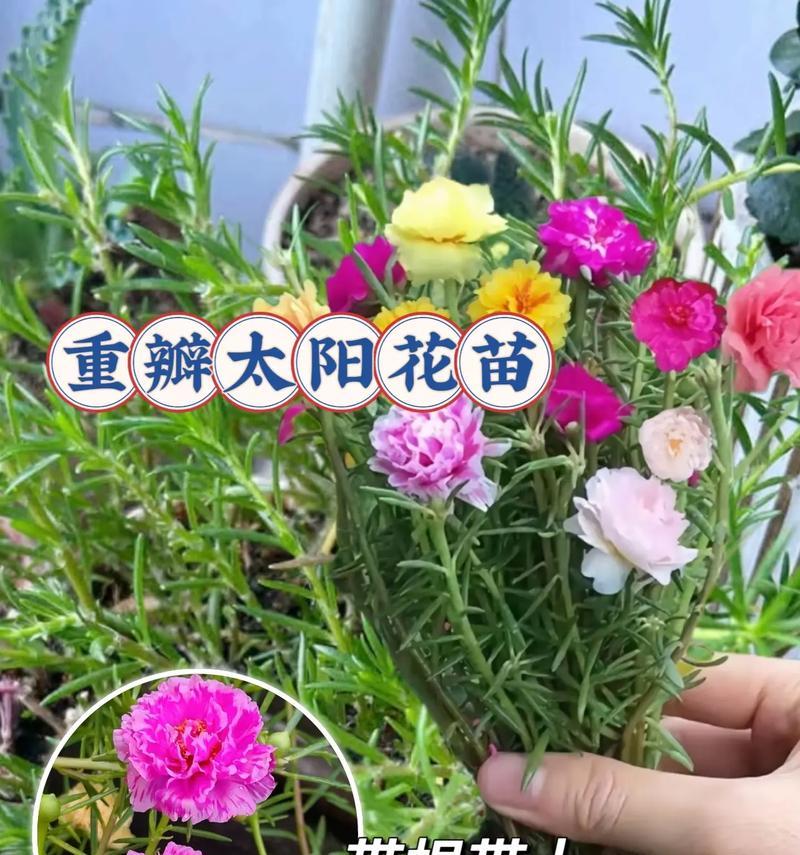 太阳花究竟是一年生还是多年生？（解密太阳花的生命周期与特性，探究其种植和利用方式）