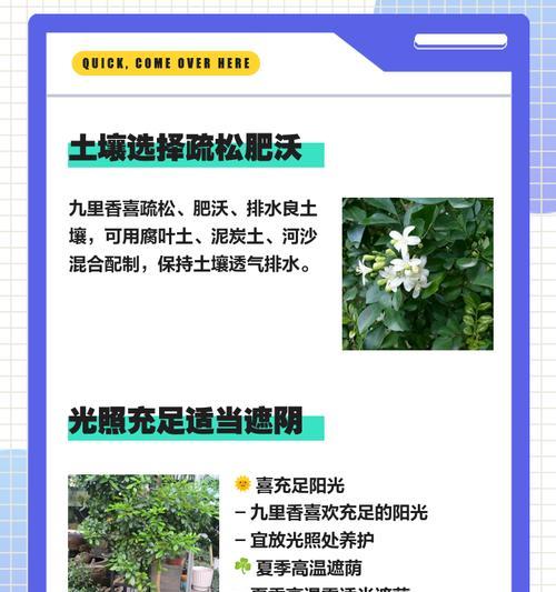 如何利用扦插繁殖九里香？（掌握科学技巧快速繁殖，亲手打造小院盆景）